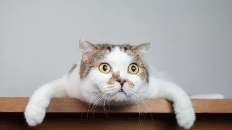 LOL Cats circulate the web